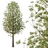 fraxinus excelsior Tree11 - Thumbnail 3