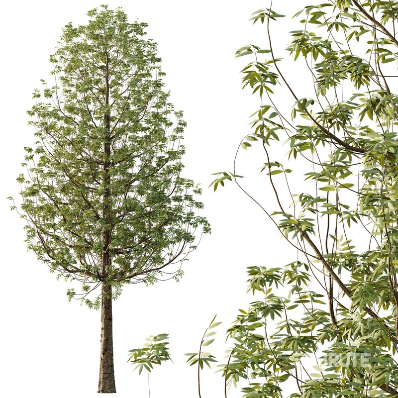 fraxinus excelsior Tree11 Image 3