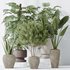 Indoor plants set 102 Large Leaf Form Swiss Cheese - Thumbnail 6