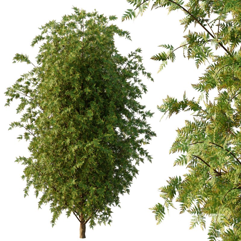 beautiful tree02 Image 4