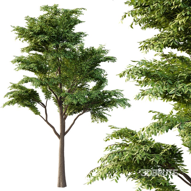 fraxinus excelsior Tree05 Image 4