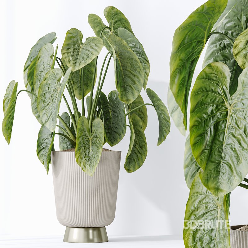 Indoor plants set 114 Spineless Yucca and Ravenala Banana Strelitzia Image 2