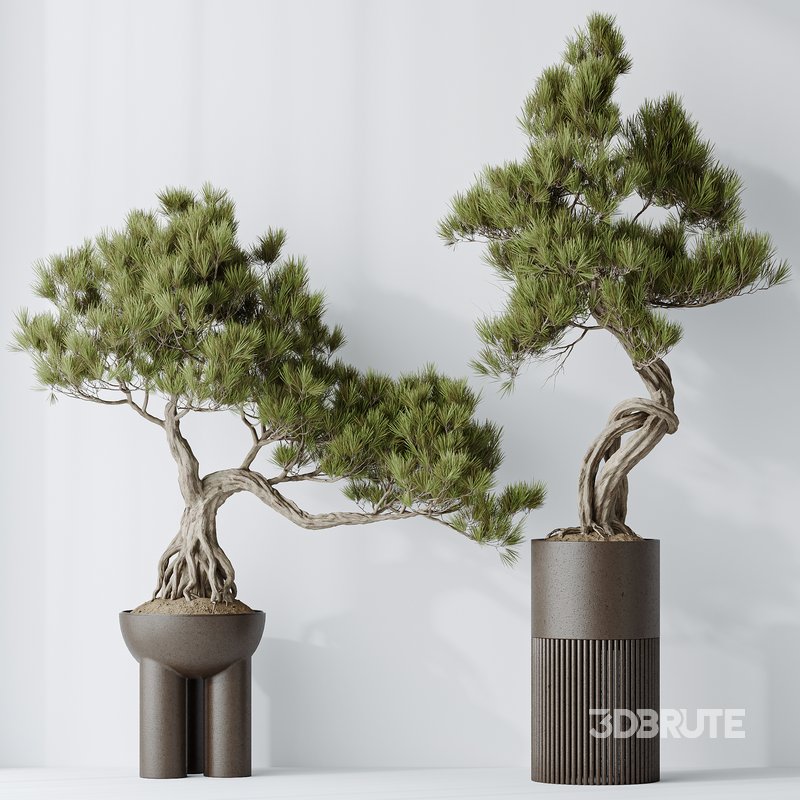 Indoor plants set 107 Bonsai Pinus Pentaphylla Thunbergii Image 4