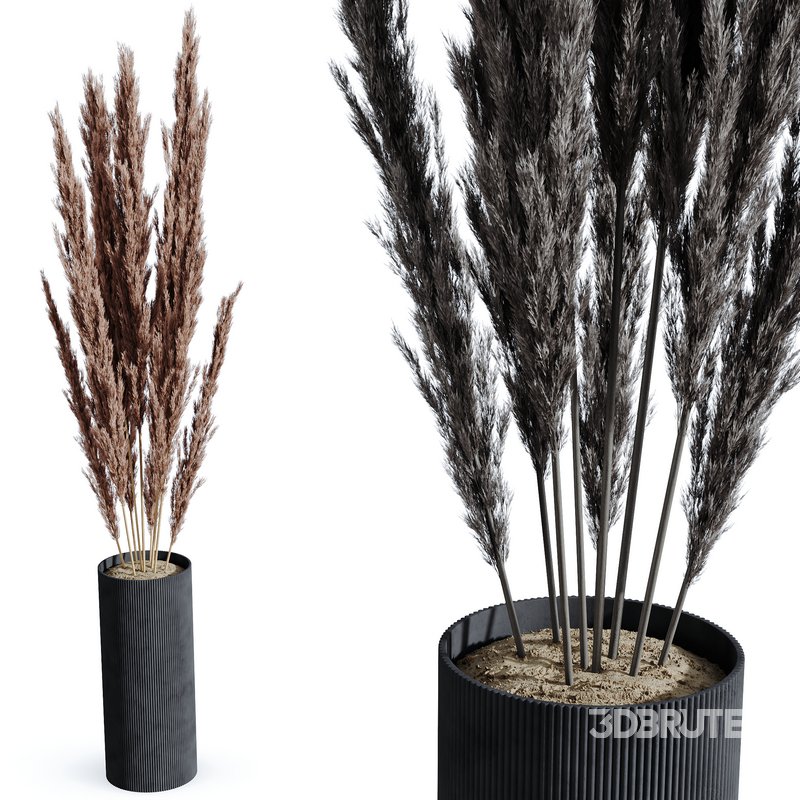 HQ HousePlants Decorative Miscanthus Pampas Dried Branches Pampy02 Image 1