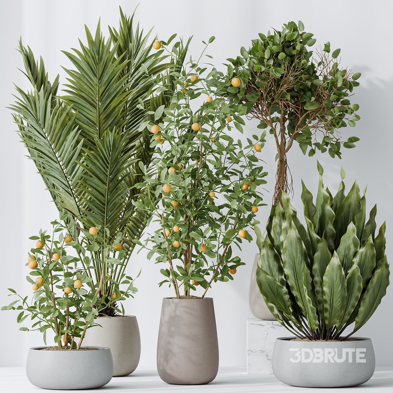 Indoor plants set 111 Areca Palm Paradise Kentia Image 2