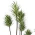 HQ HousePlants Spineless Yucca Aloifolia Rostrata Palm Desmetiana Set02 - Thumbnail 4