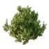 Cypress Bush 07 - Thumbnail 2