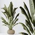 HQ HousePlants Ravenala Banana Strelitzia Nicolai Bird Of Paradise Set02 - Thumbnail 3