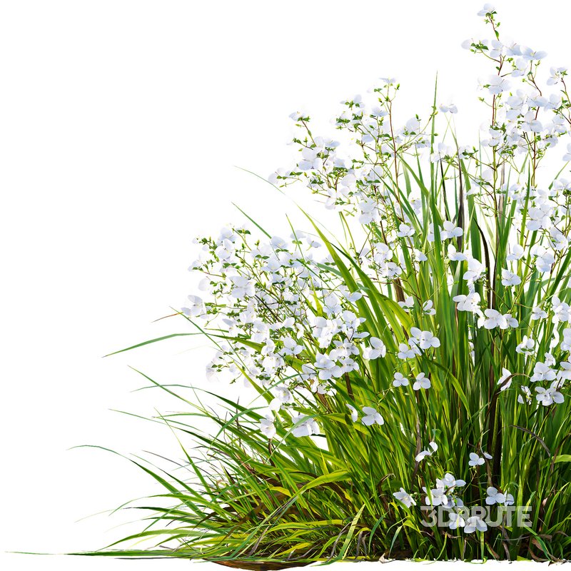 Libertia Grandiflora Grass and Carex Elata Aurea Grass Image 2