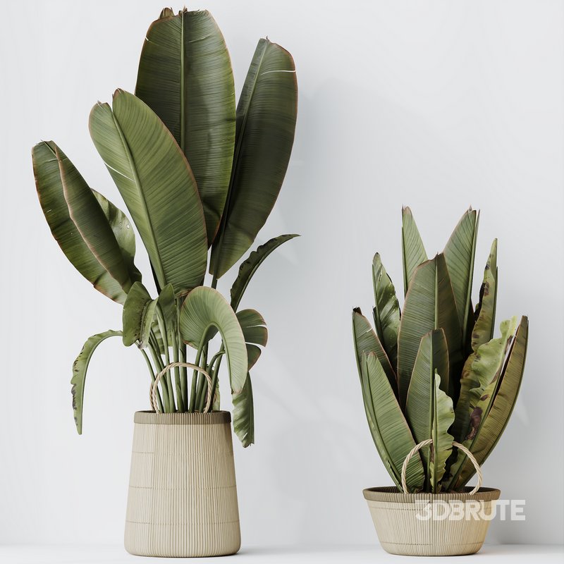 HQ HousePlants Ravenala Banana Strelitzia Nicolai Bird Of Paradise Set07 Image 3