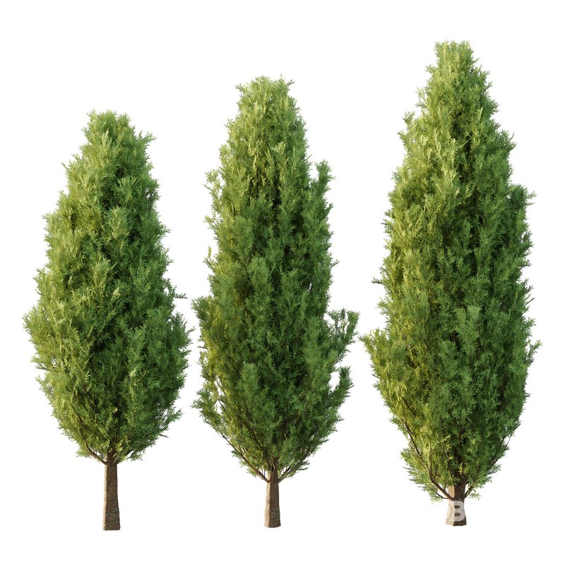 Italian Cypress Tree 30 Image 3