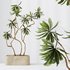 HQ HousePlants Decorative Ficus Cyathistipula African Fig03 - Thumbnail 4