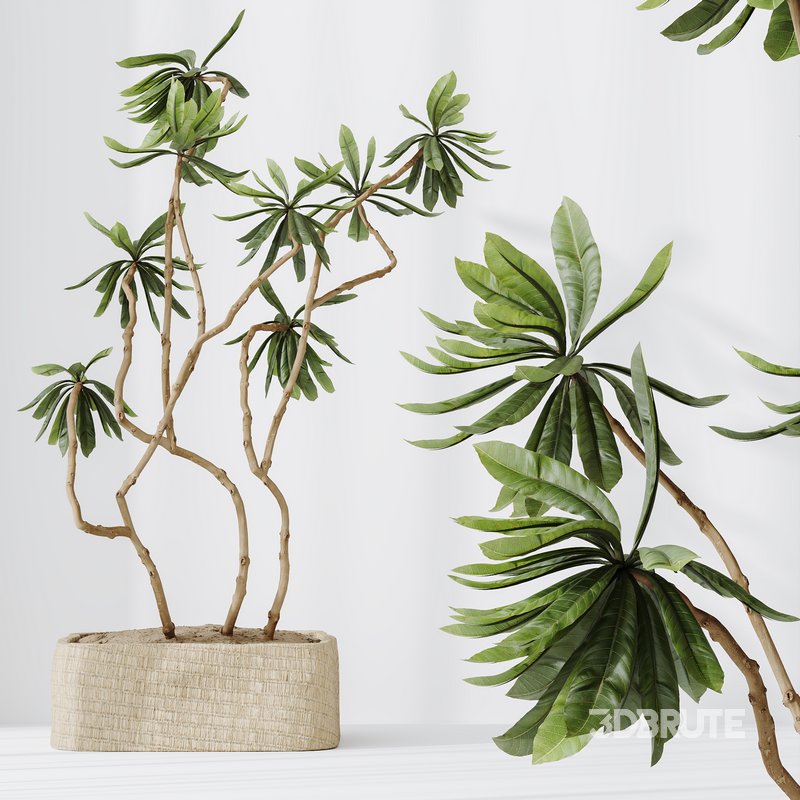 HQ HousePlants Decorative Ficus Cyathistipula African Fig03 Image 4