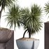 HQ HousePlants Spineless Yucca Aloifolia Rostrata Palm Desmetiana Set03 - Thumbnail 4