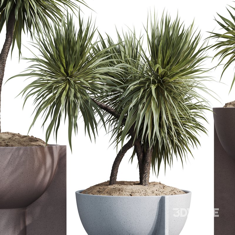 HQ HousePlants Spineless Yucca Aloifolia Rostrata Palm Desmetiana Set03 Image 4