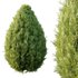 Italian Cypress Tree 33 - Thumbnail 2