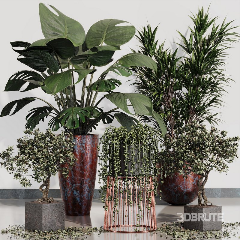 INDOOR PLANT SET 07 Image 3