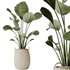 HQ HousePlants Ravenala Banana Strelitzia Nicolai Bird Of Paradise Set09 - Thumbnail 2