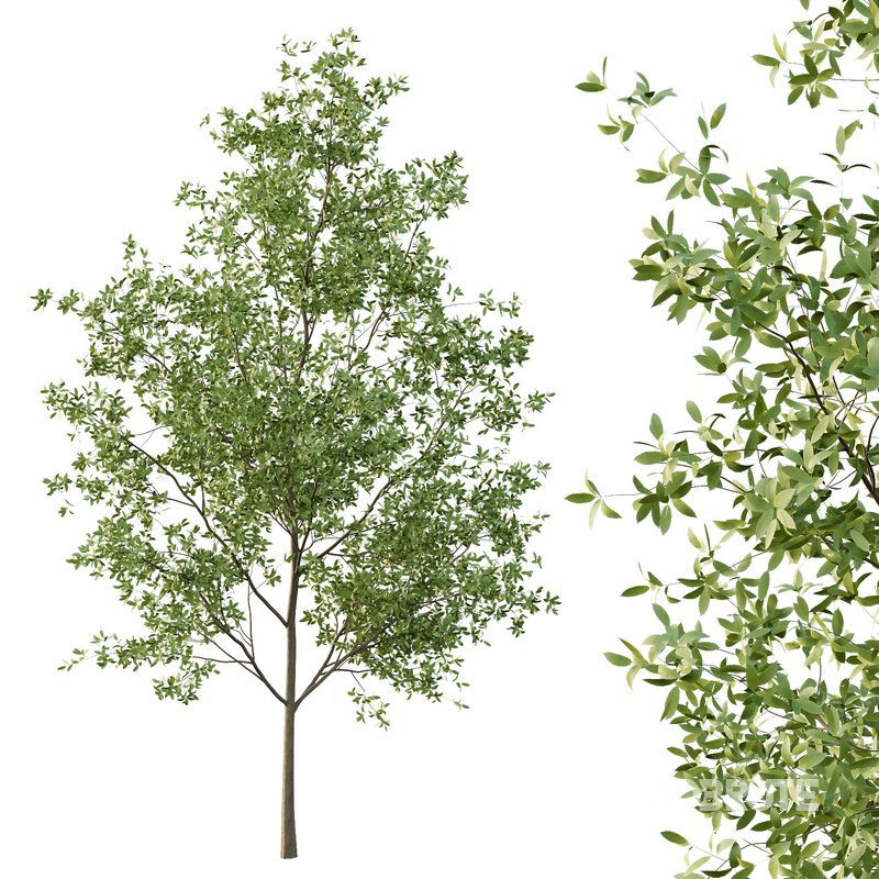 fraxinus excelsior Tree09 Image 7