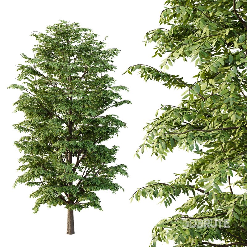 fraxinus excelsior Tree06 Image 2