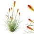 HQ Plants Kniphofia Caulescens Poco Tritoma Hot Poker Orange Yellow Red - Thumbnail 1
