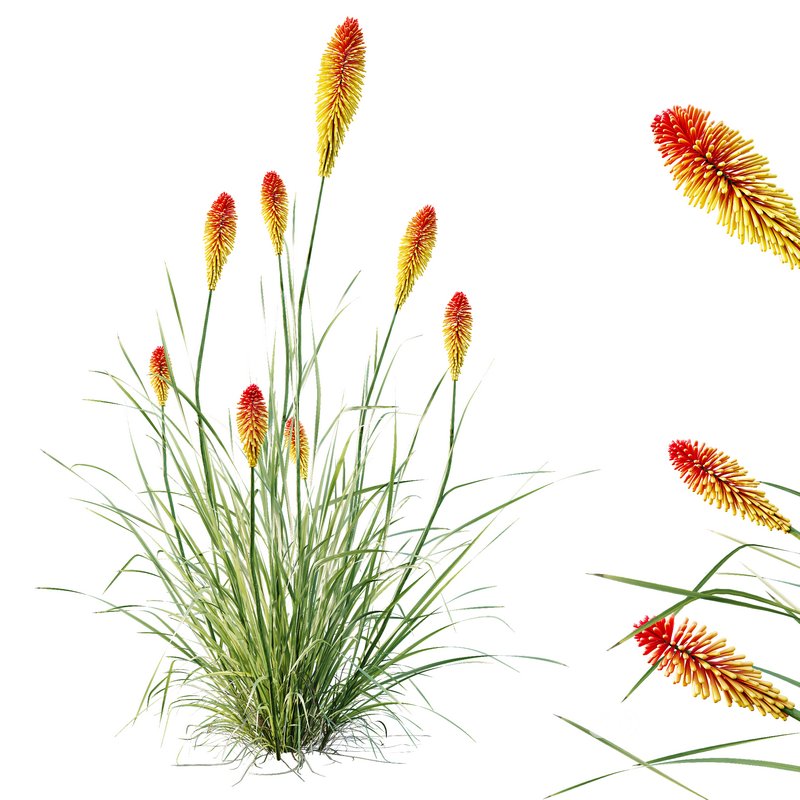 HQ Plants Kniphofia Caulescens Poco Tritoma Hot Poker Orange Yellow Red Image 1