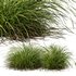Carex Elata Aurea Grass and Molinia Caerulea - Thumbnail 4