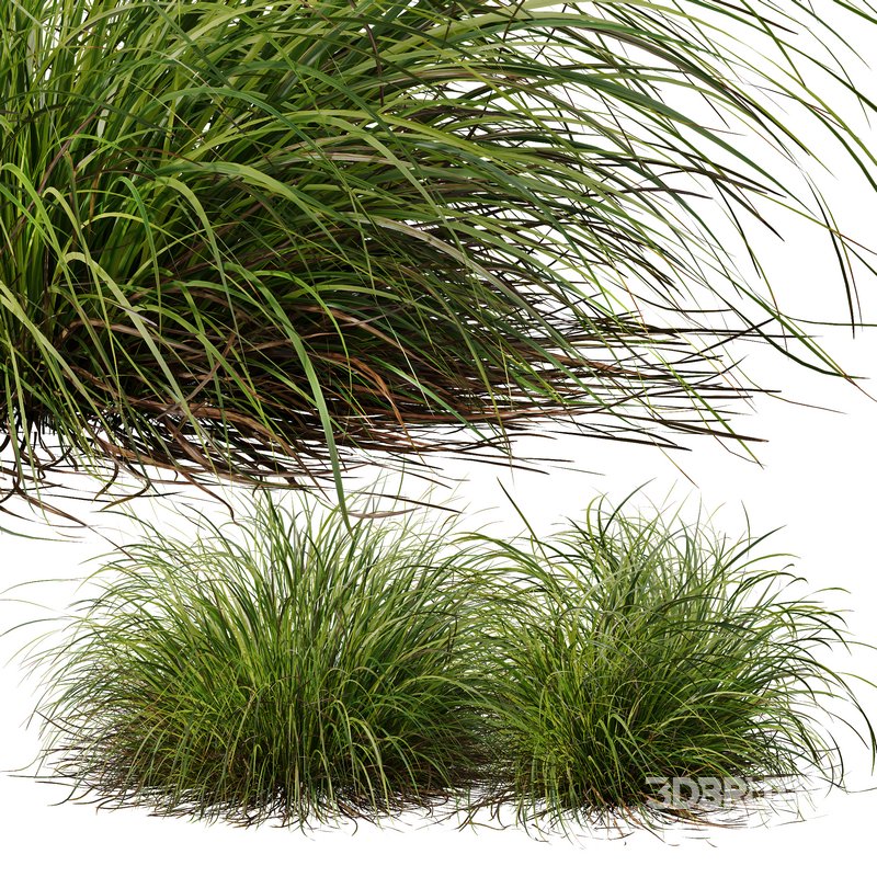 Carex Elata Aurea Grass and Molinia Caerulea Image 4