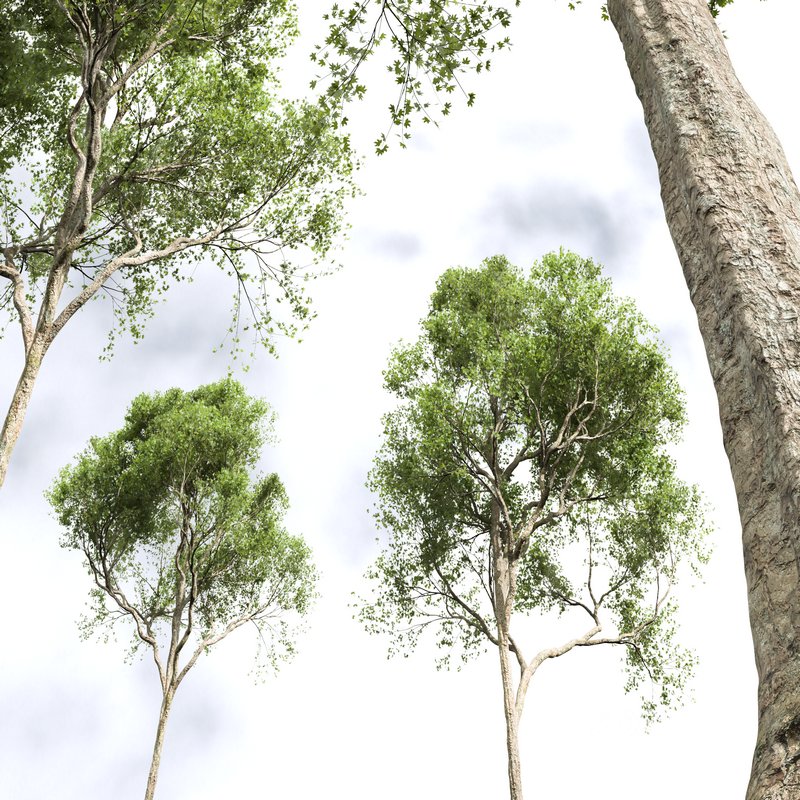 spring trees Fagus Grandifolia and Acer Pseudoplatanus Image 2