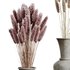 HQ HousePlants Decorative Stoilan Pampas Dried Branches Pampy05 - Thumbnail 3