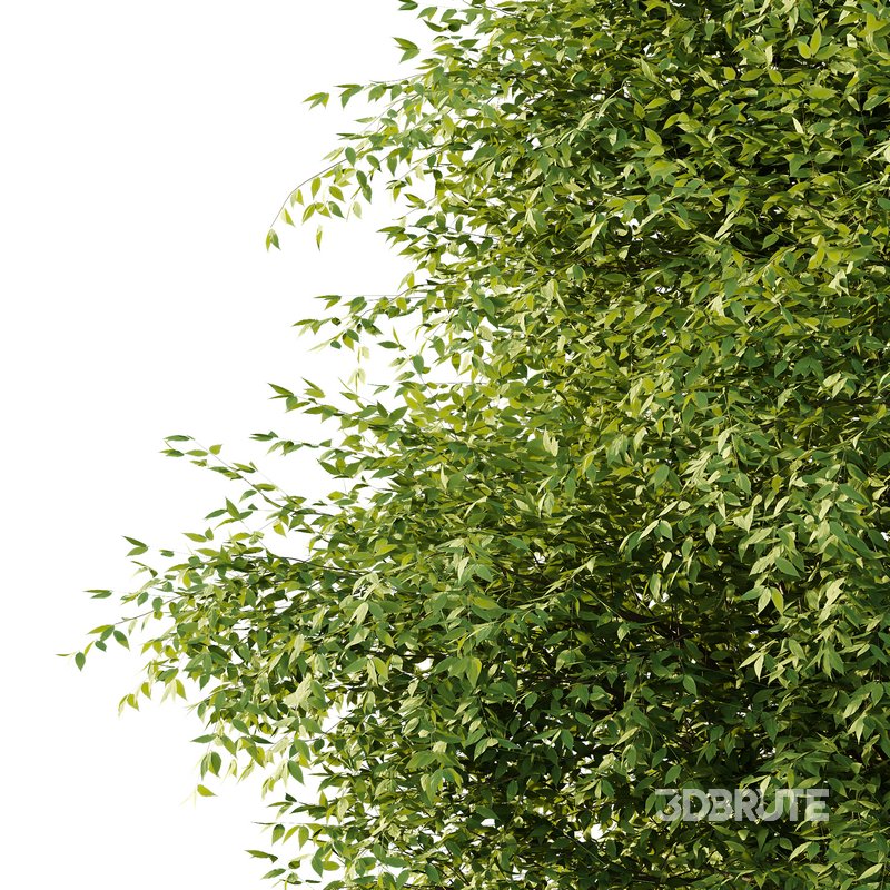 fraxinus excelsior Tree04 Image 3