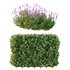 spring bush Lavandula Pedunculata Atlantica Subpedunculata - Thumbnail 2
