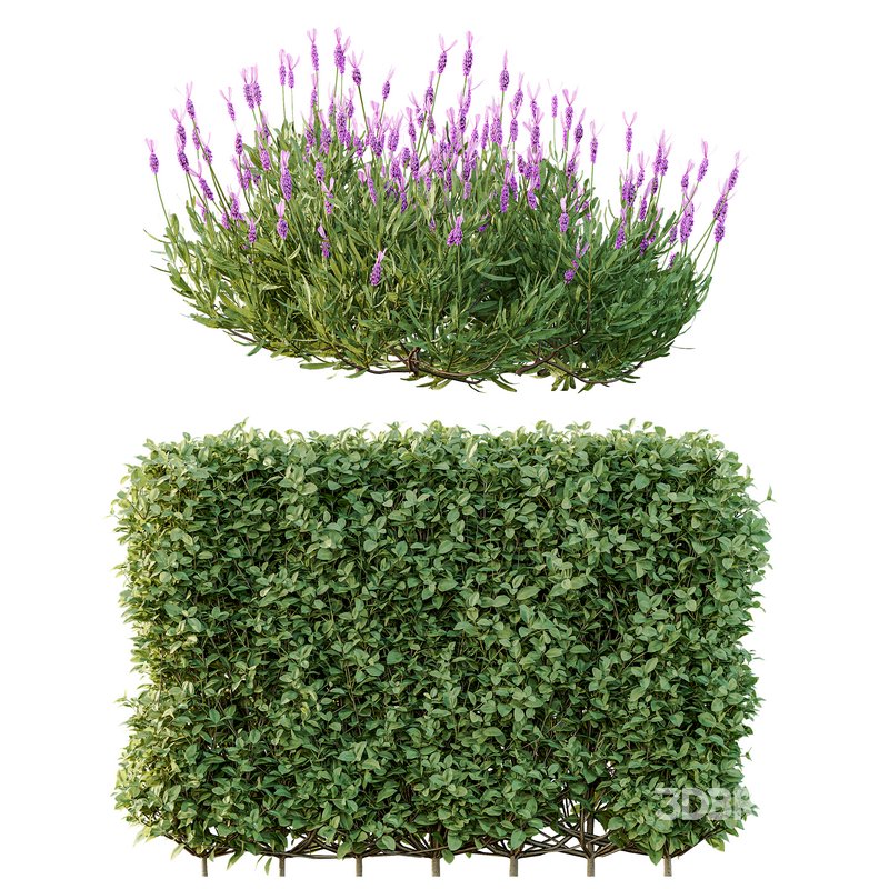 spring bush Lavandula Pedunculata Atlantica Subpedunculata Image 2