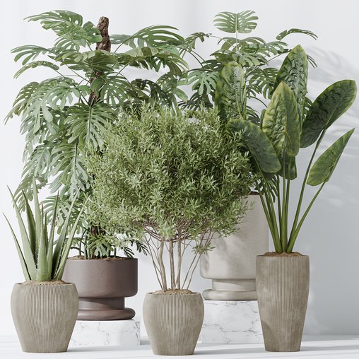 Indoor plants set 102 Large Leaf Form Swiss Cheese