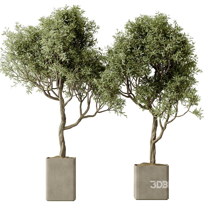 Indoor plants set 113 Mission Olive Tree and Mission Kalamata Wilsonii Chemlali Olive Image 2