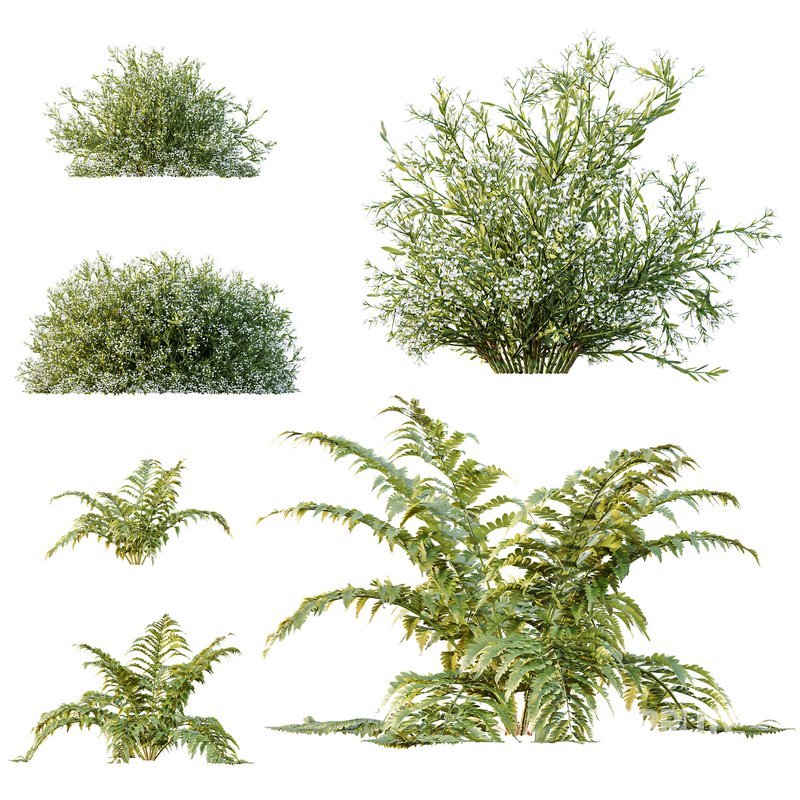 spring bush Macrothelypteris OligoPhlebia Torresiana Fern Image 5