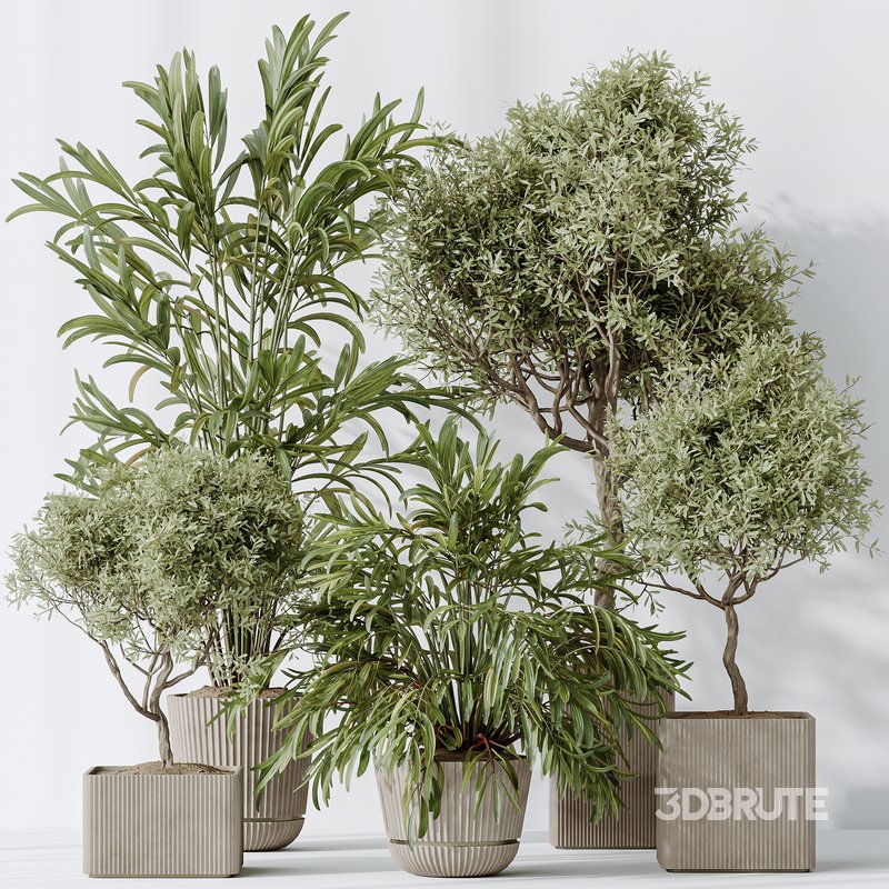 Indoor plants set 109 Dypsis Lutescens Areca Palm and Mission Kalamata Chemlali Olive Image 7