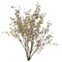 Tibouchina Semidecandra Tree02 - Thumbnail 3