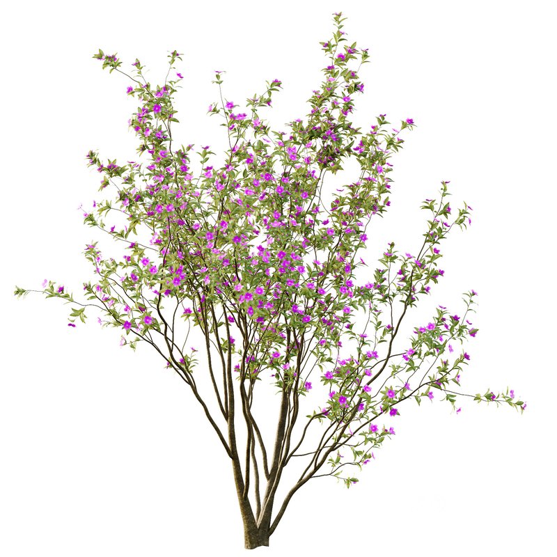 Tibouchina Semidecandra Tree02 Image 3