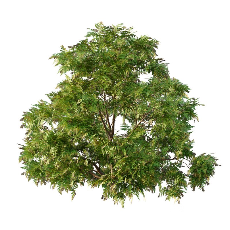 Cypress Bush 05 Image 2