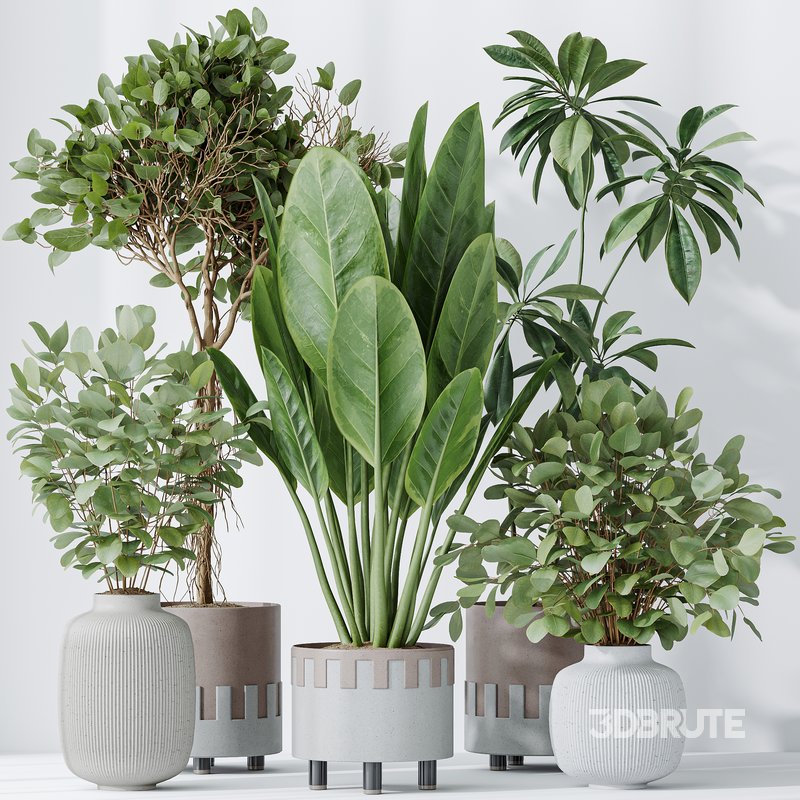 Indoor plants set 110 Eucalyptus Bouquet and Ficus Beliza Image 4