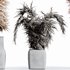 HQ HousePlants Decorative Stoilan Pampas Dried Branches Pampy04 - Thumbnail 2