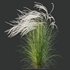 HQ Plants European Feather Stipa Pennata Grass - Thumbnail 4