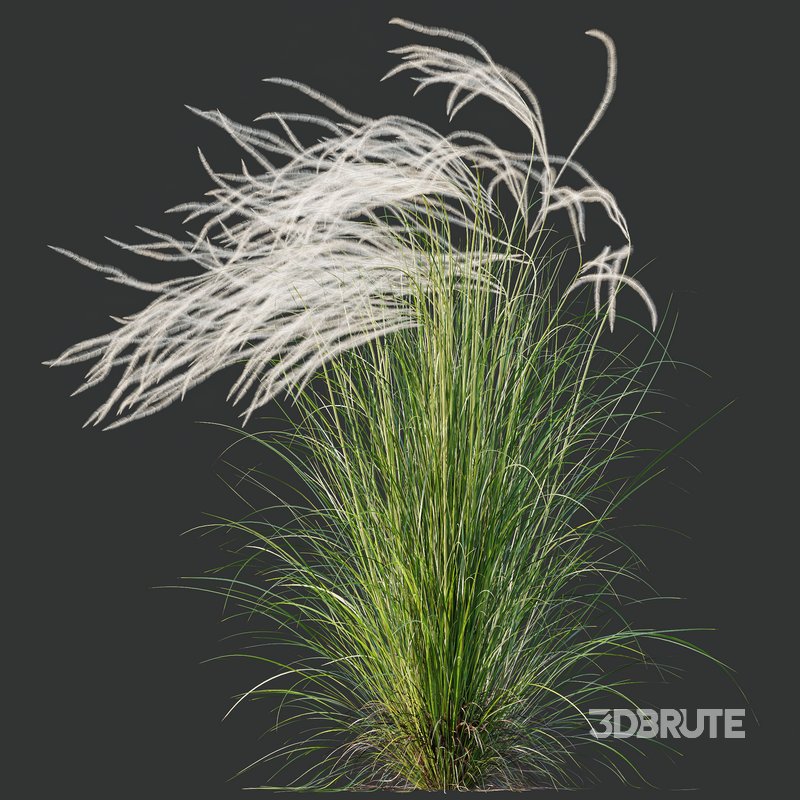 HQ Plants European Feather Stipa Pennata Grass Image 4