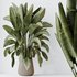 HQ HousePlants Ravenala Banana Strelitzia Nicolai Bird Of Paradise Set04 - Thumbnail 1