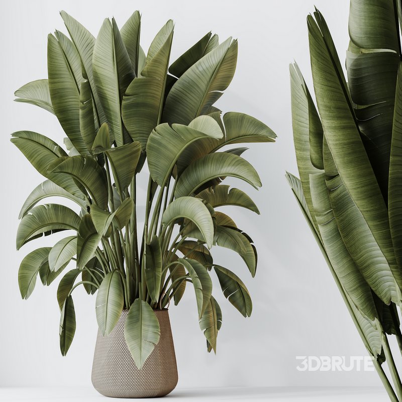 HQ HousePlants Ravenala Banana Strelitzia Nicolai Bird Of Paradise Set04 Image 1