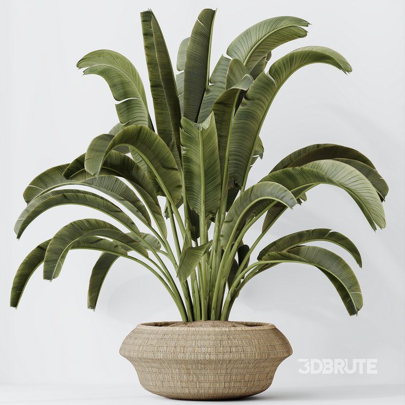 HQ HousePlants Ravenala Banana Strelitzia Nicolai Bird Of Paradise Image 3