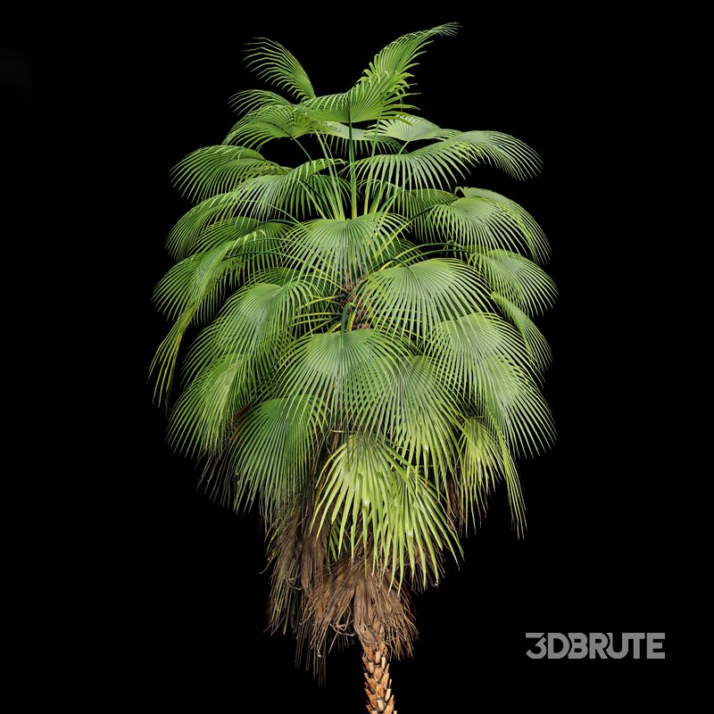 Mexican Fan Palm Washingtonia Robusta 9 trees Image 5