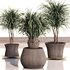 PALM PLANT SET 02 - Thumbnail 3