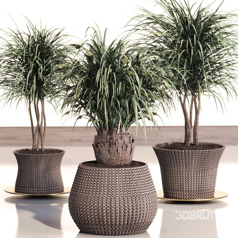 PALM PLANT SET 02 Image 3